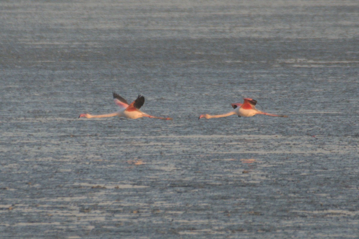 大紅鸛 - ML645647032