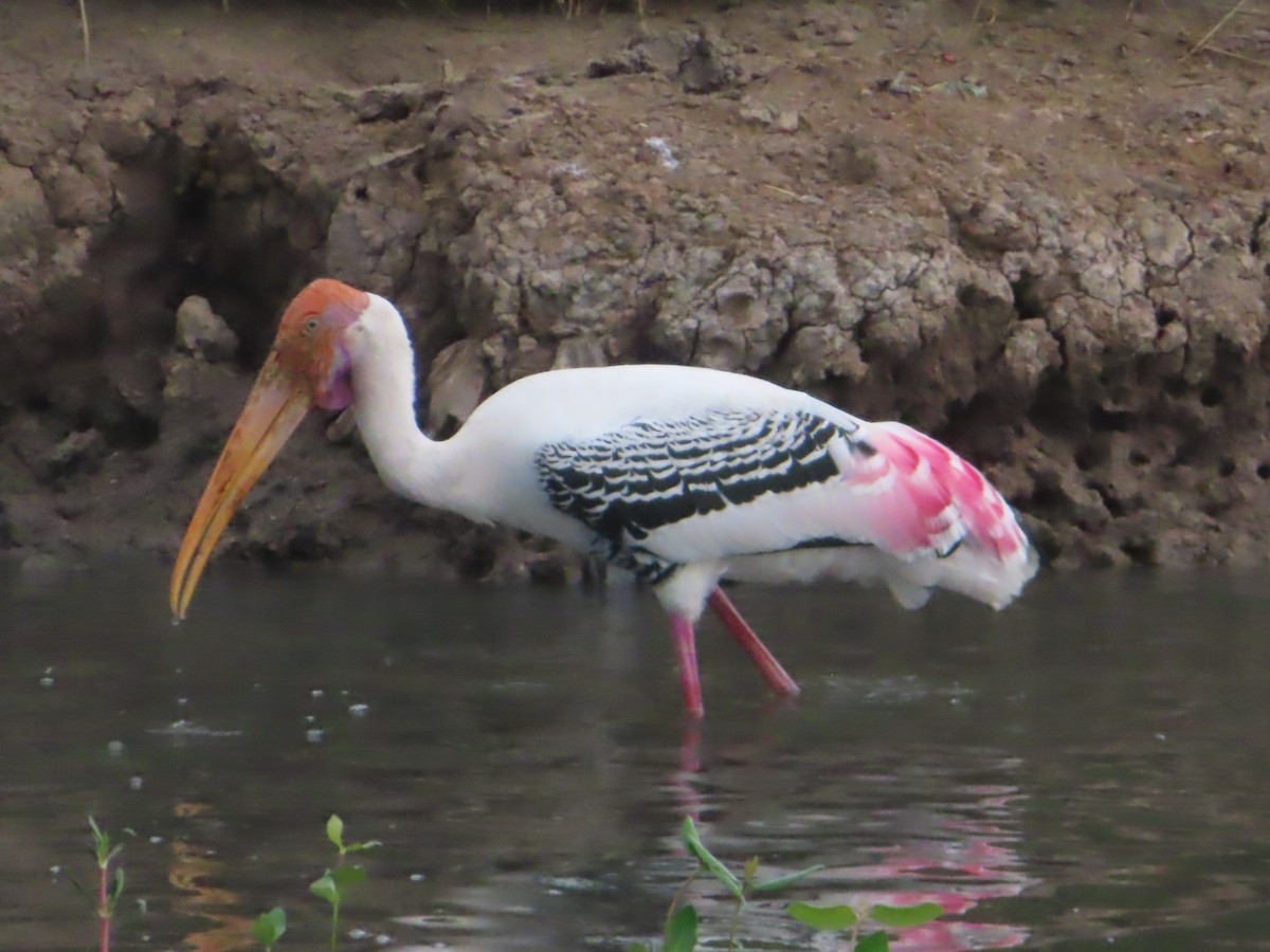 Painted Stork - ML645647034