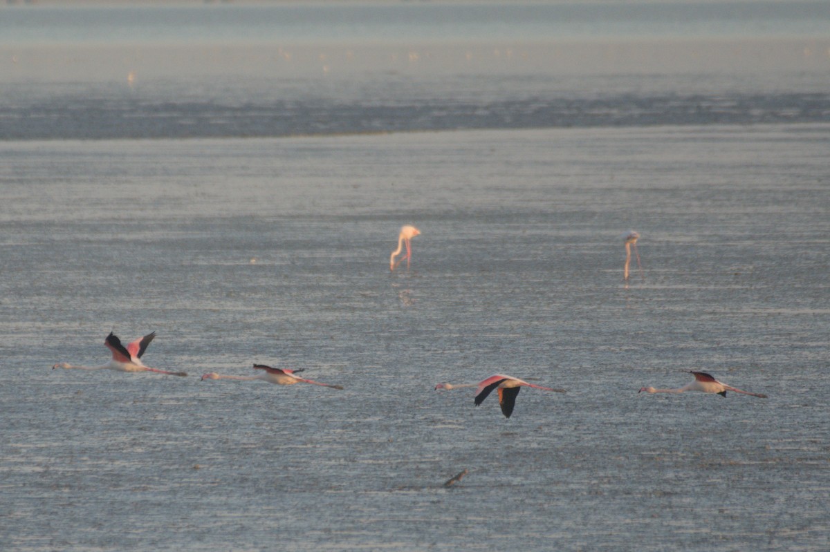 大紅鸛 - ML645647035