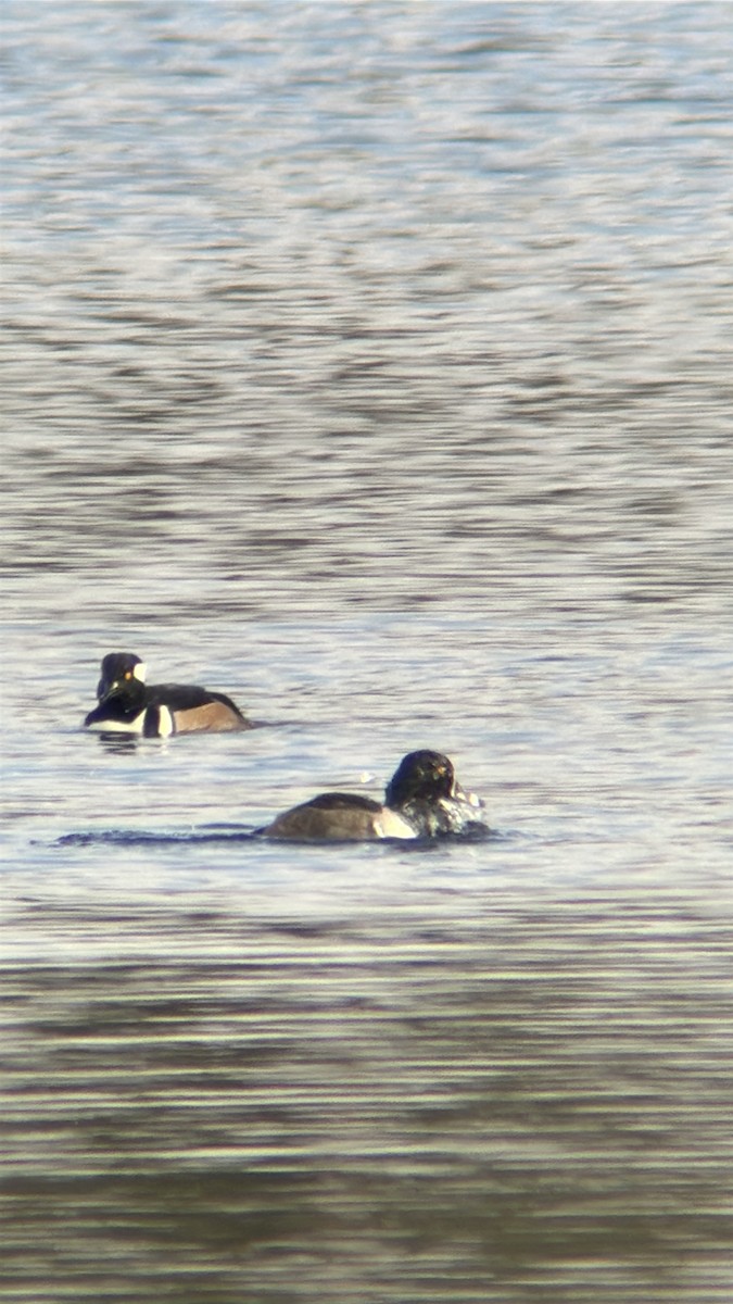 環頸潛鴨 - ML645647036