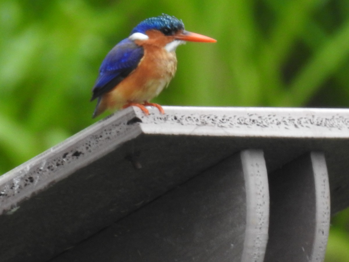 Malachite Kingfisher - ML645647037