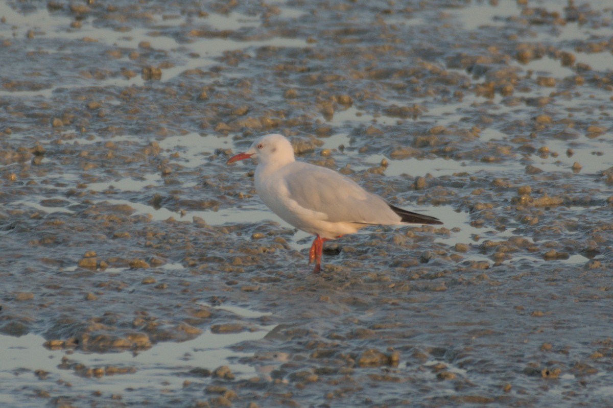 細嘴鷗 - ML645647038