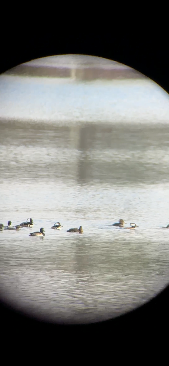 Hooded Merganser - ML645647039