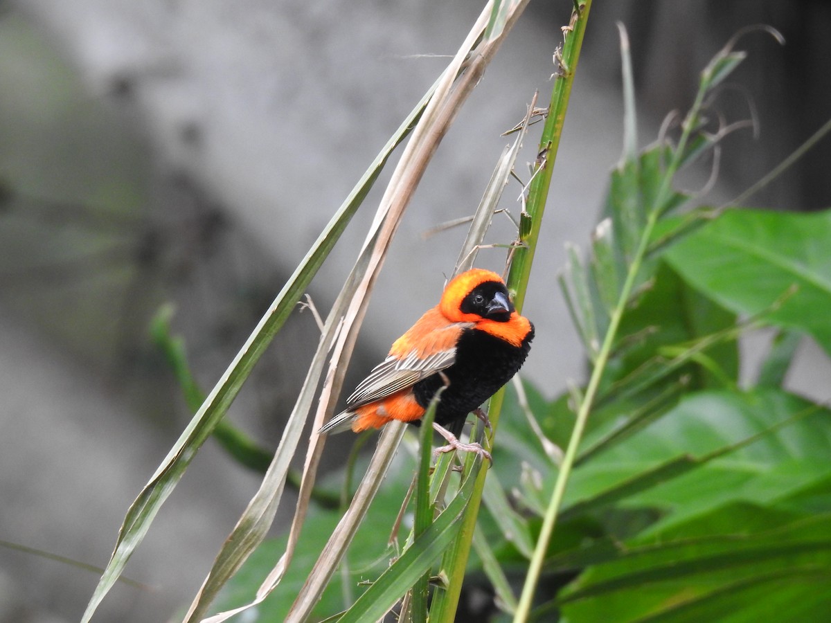 Southern Red Bishop - ML645647040