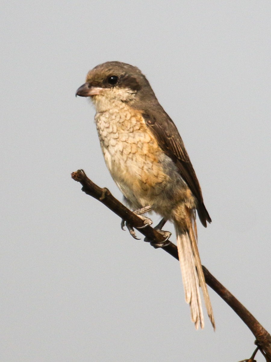 紅尾伯勞 - ML645647042