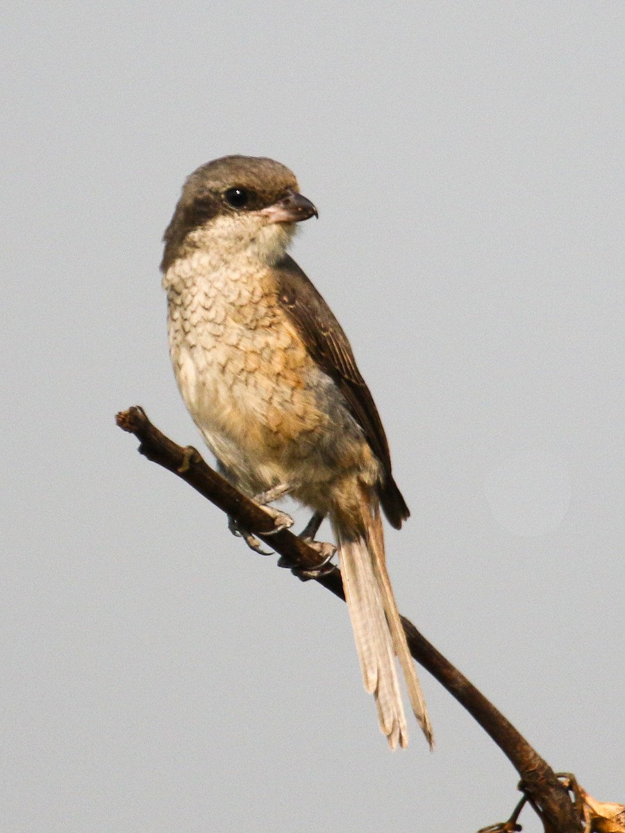 紅尾伯勞 - ML645647043