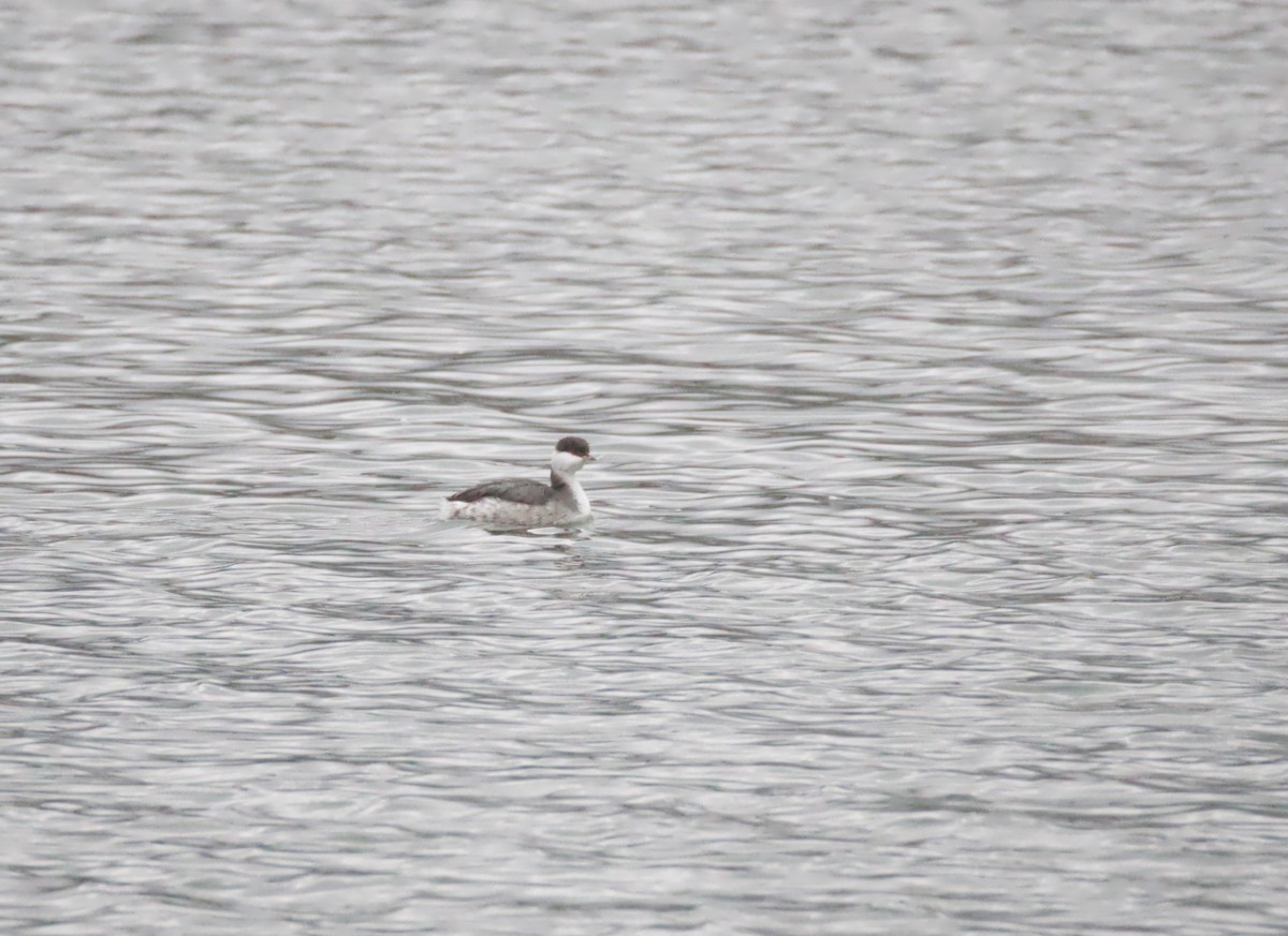 角鸊鷉 - ML645647044