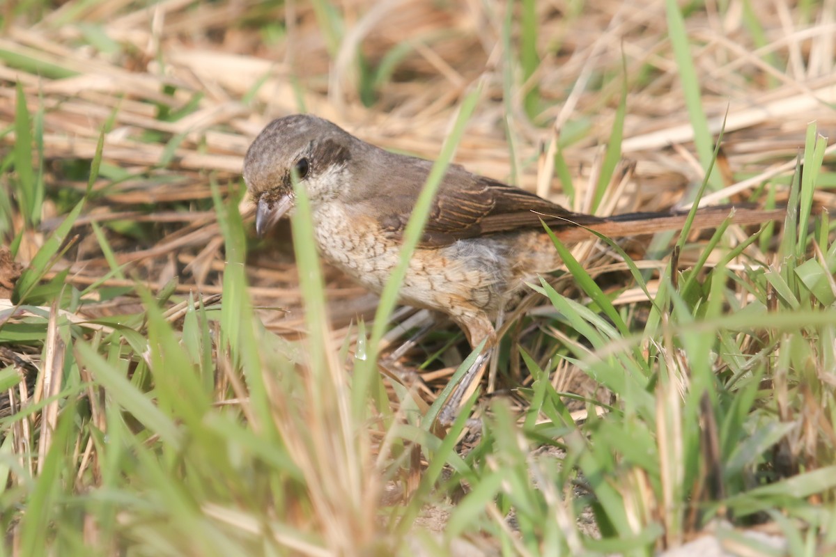 紅尾伯勞 - ML645647045