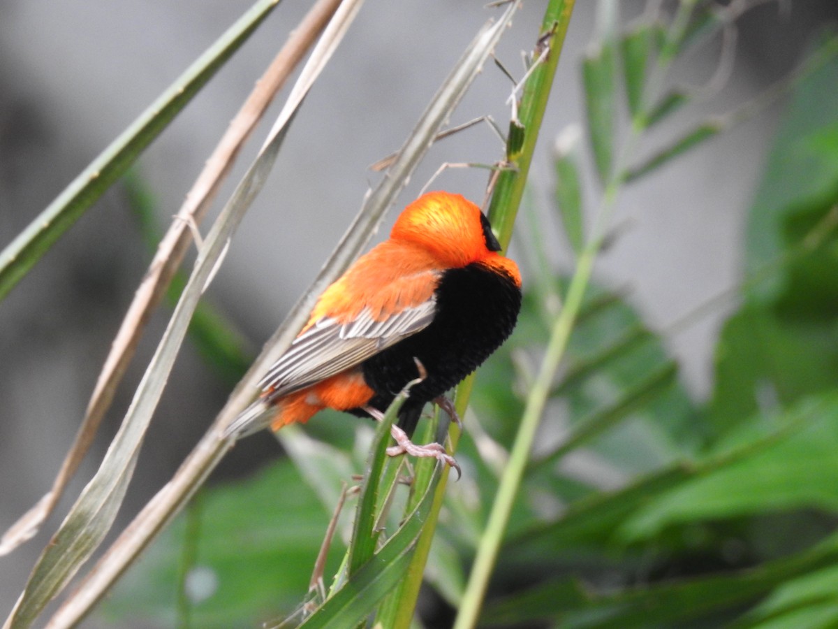 Southern Red Bishop - ML645647046