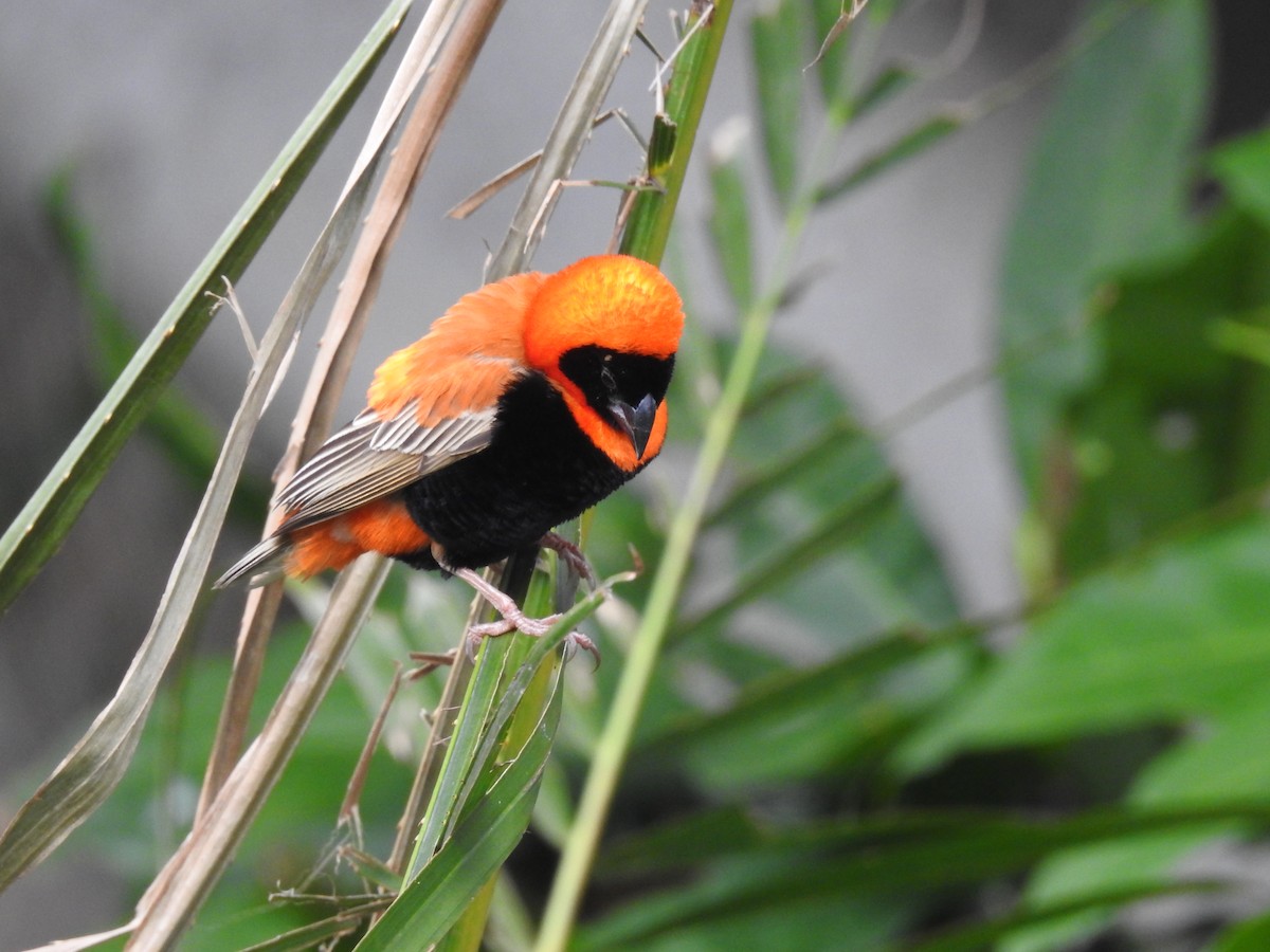 Southern Red Bishop - ML645647049