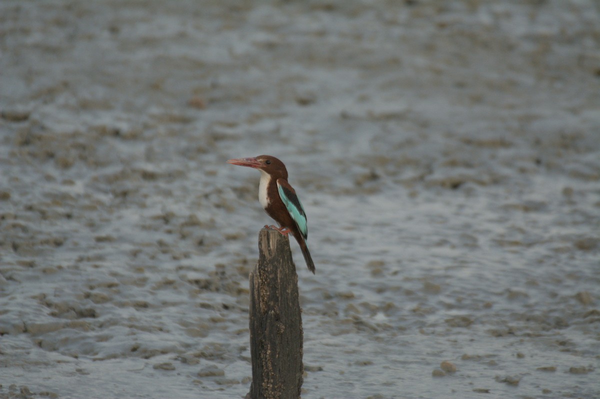 蒼翡翠 - ML645647050