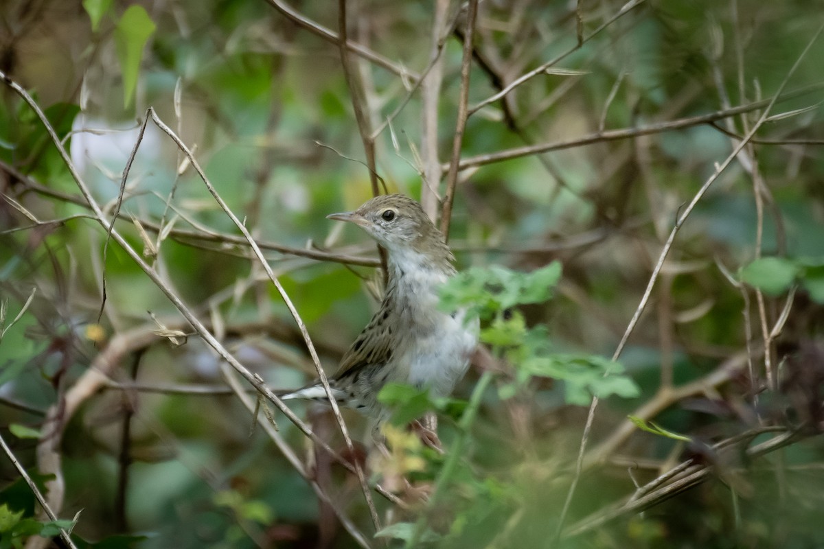 חרגולן מנומר - ML645647052