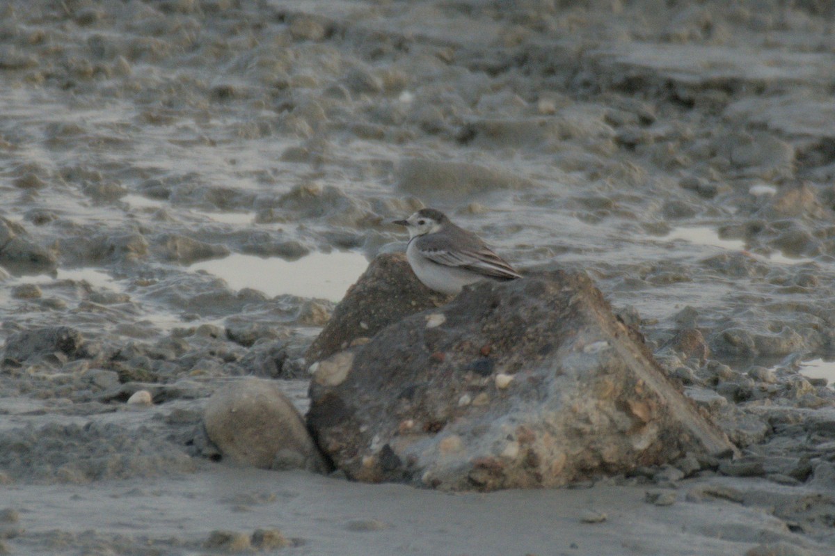 白鶺鴒 - ML645647054