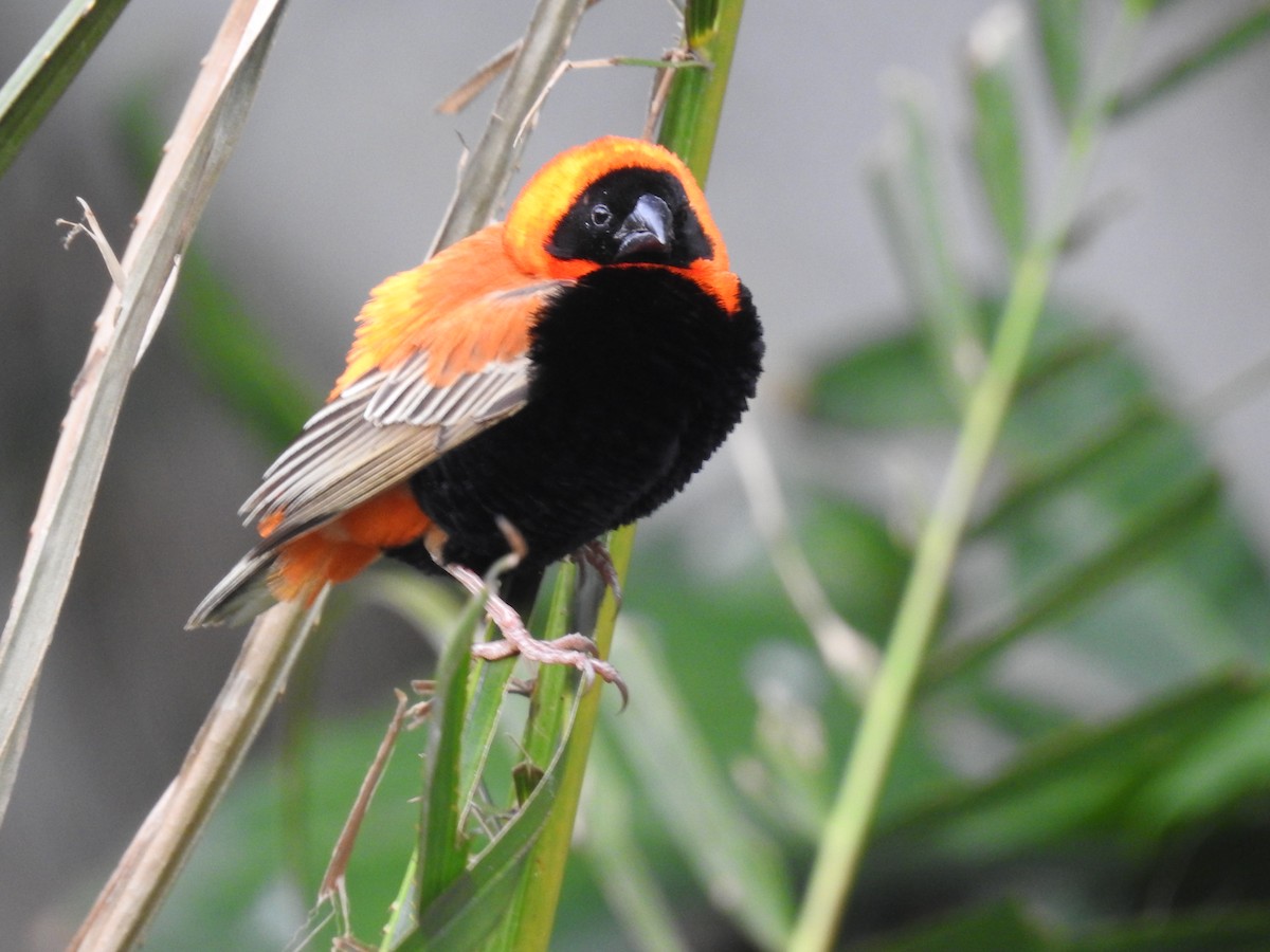 Southern Red Bishop - ML645647055