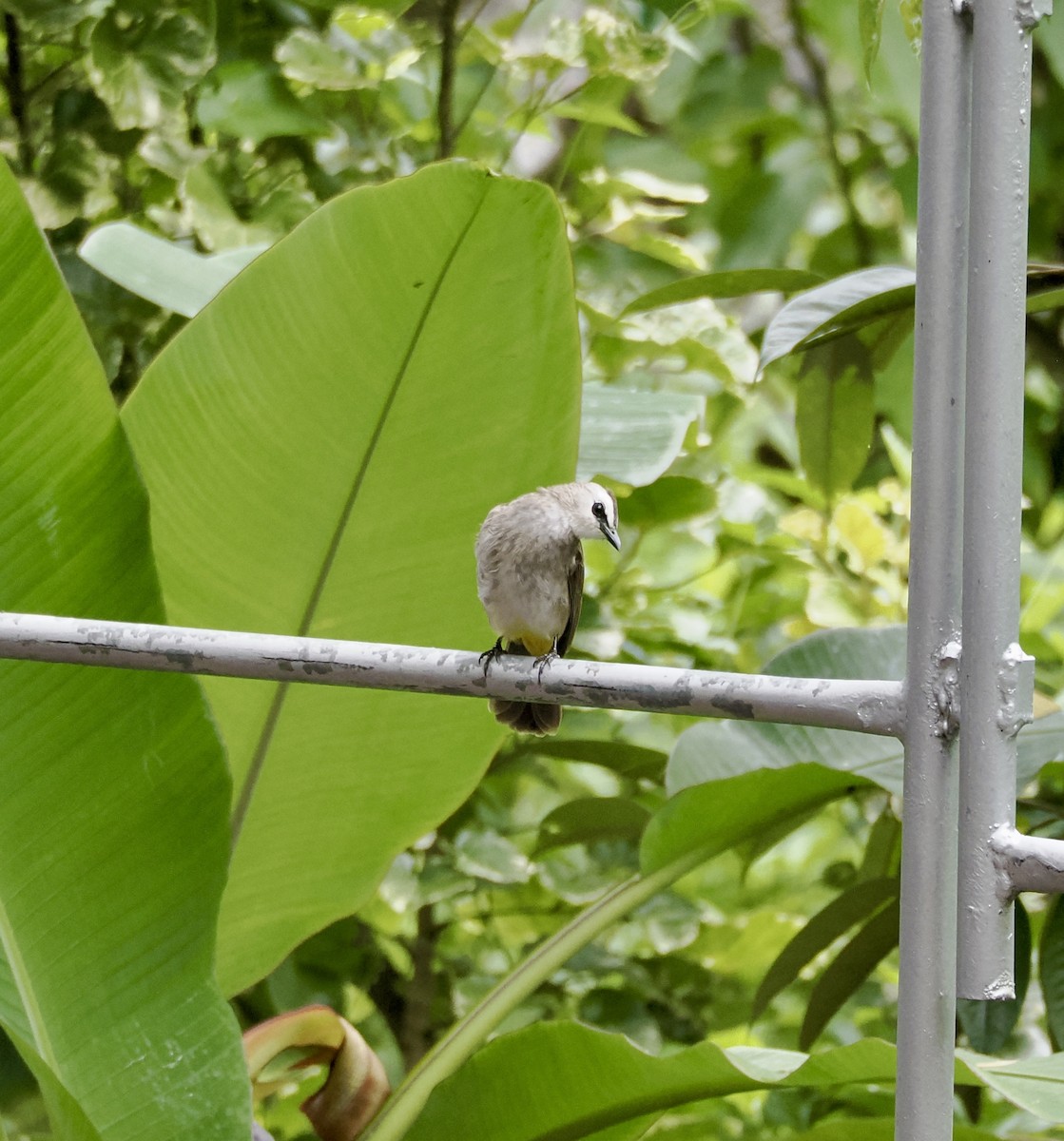 Yellow-vented Bulbul - ML645647056