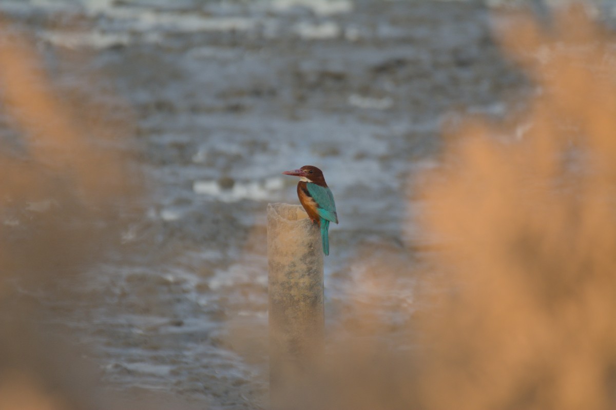 蒼翡翠 - ML645647057