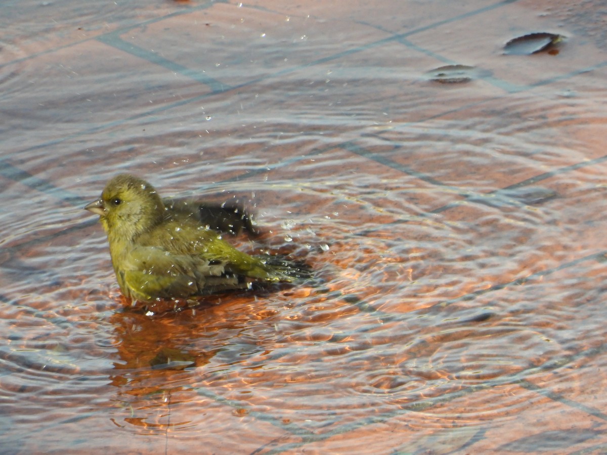 European Greenfinch - ML645647058