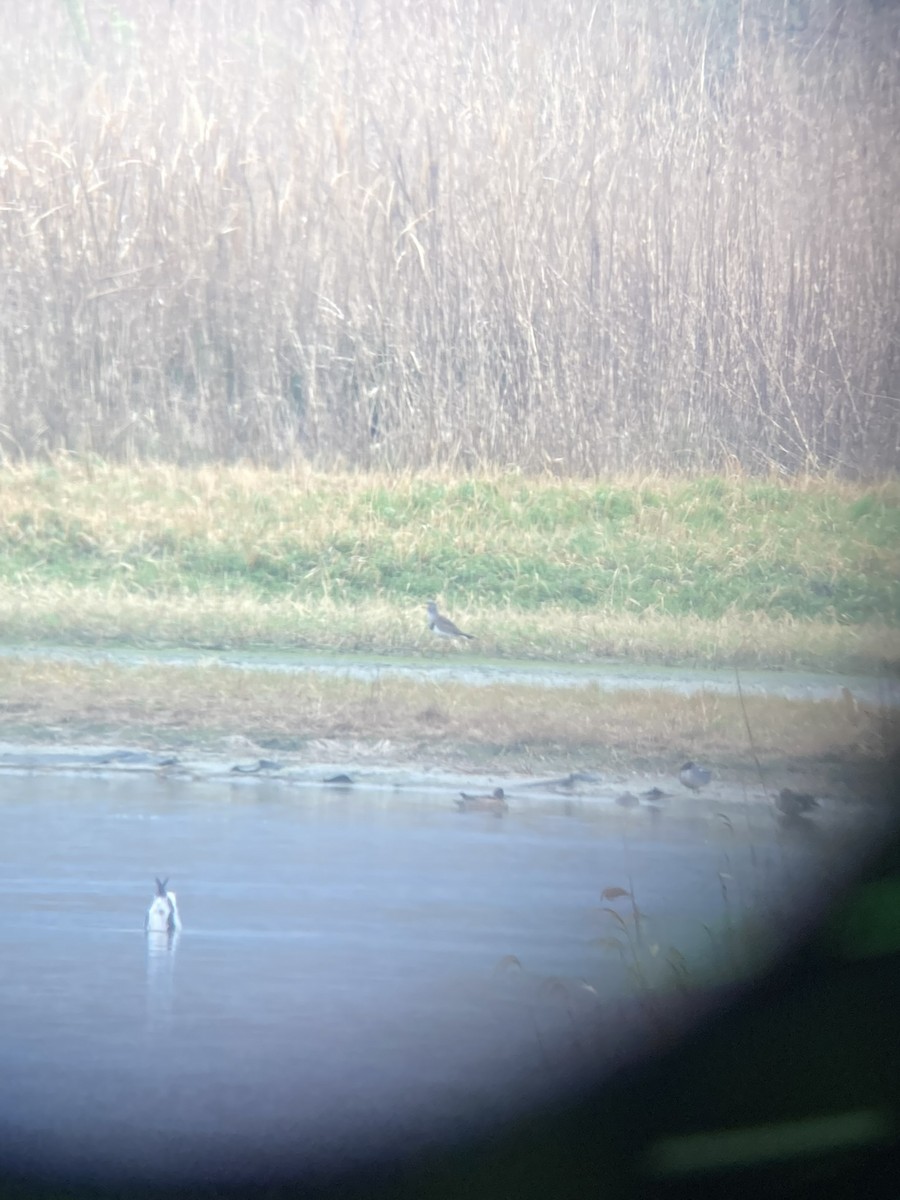 Gray-headed Lapwing - ML645647060