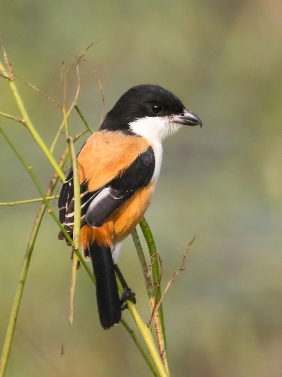 棕背伯勞 - ML645647061