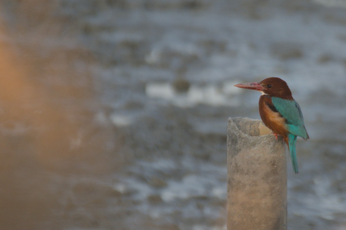 蒼翡翠 - ML645647062