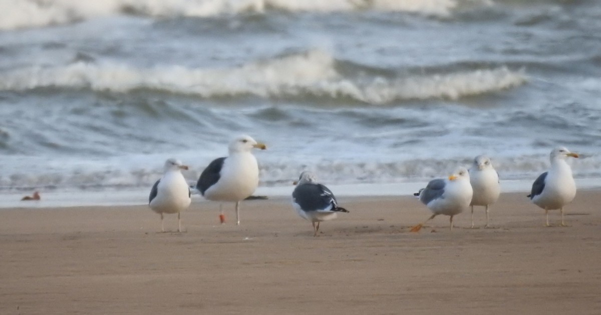 Great Black-backed Gull - ML645647063