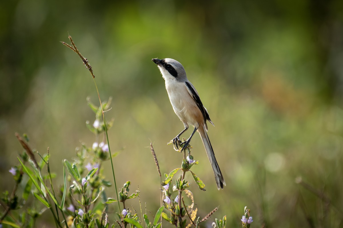 Long-tailed Shrike - ML645647066