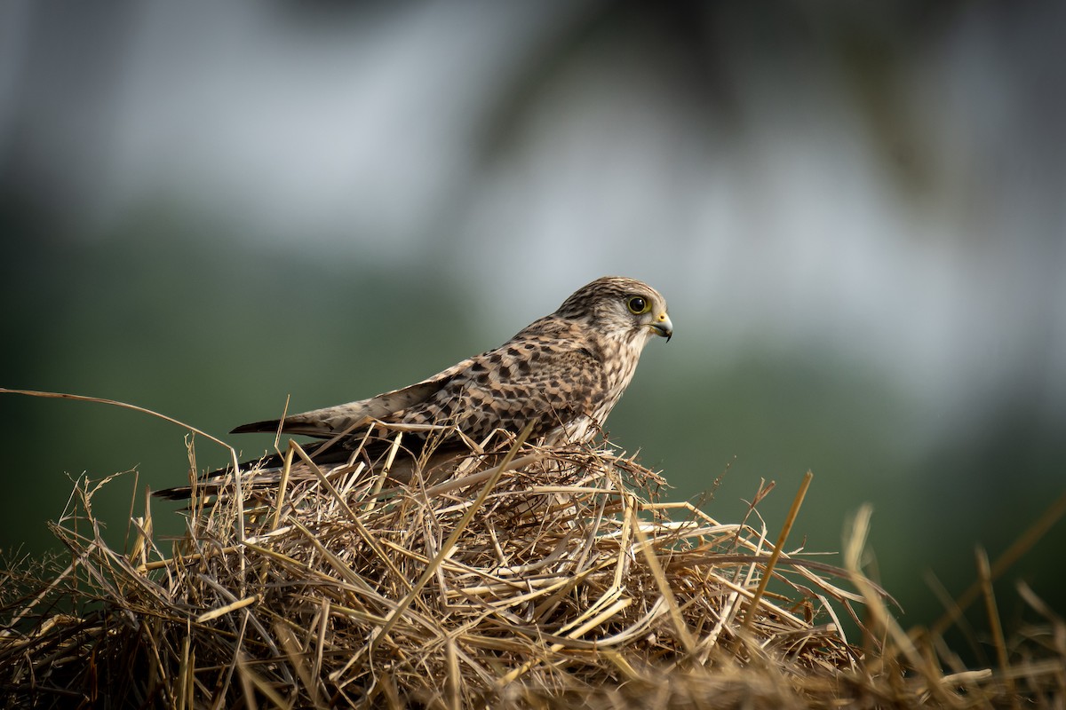 Eurasian Kestrel - ML645647068