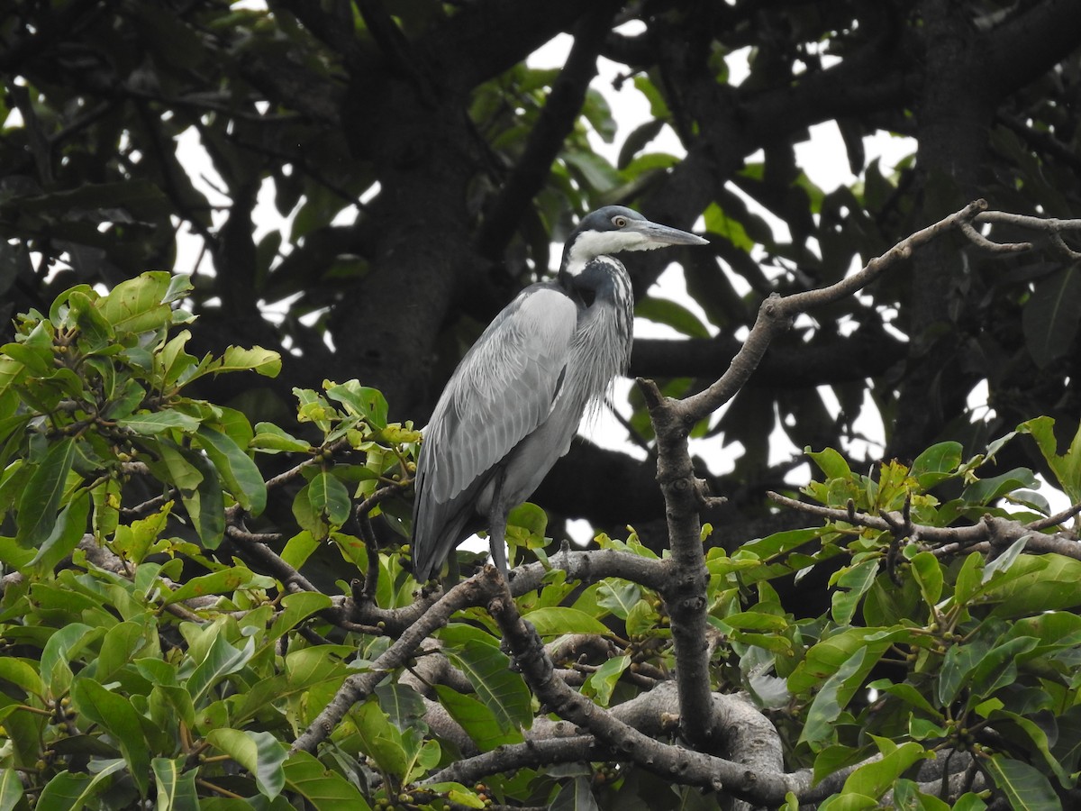 Héron mélanocéphale - ML645647070