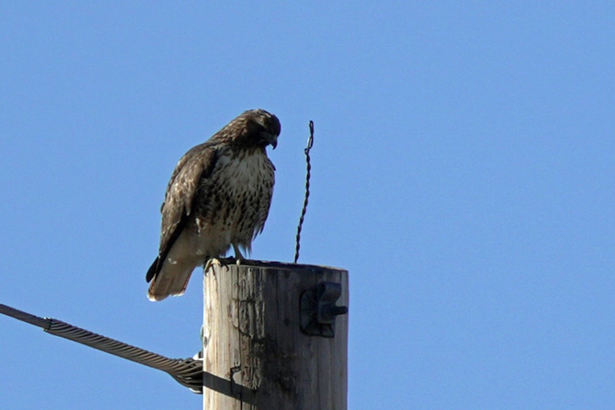 Red-tailed Hawk - ML645647077