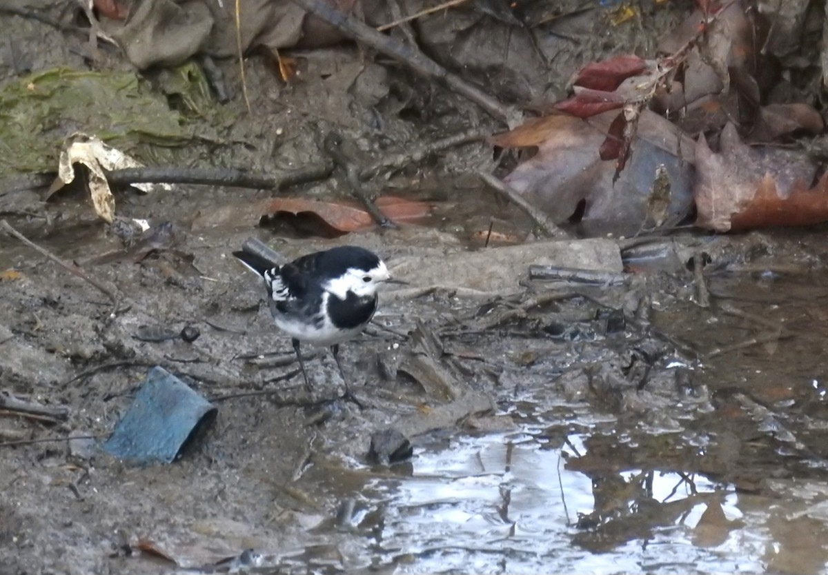 White Wagtail (British) - ML645647078