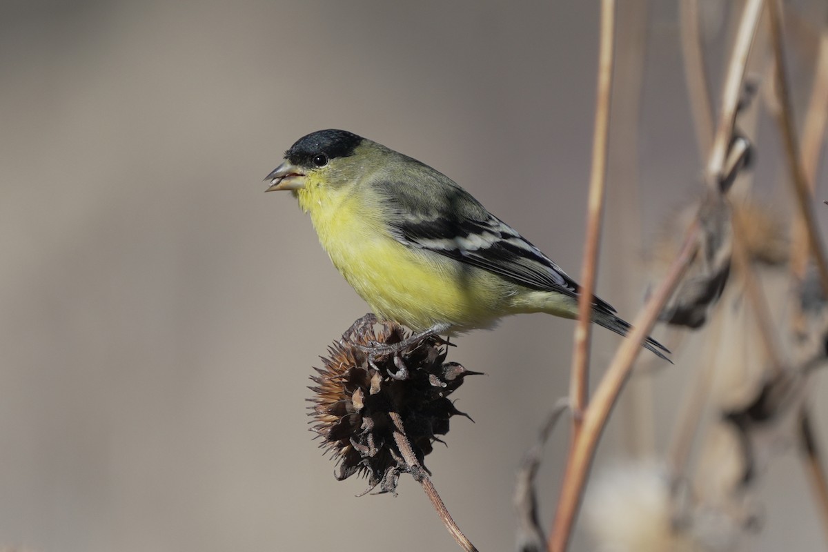 Lesser Goldfinch - ML645647084