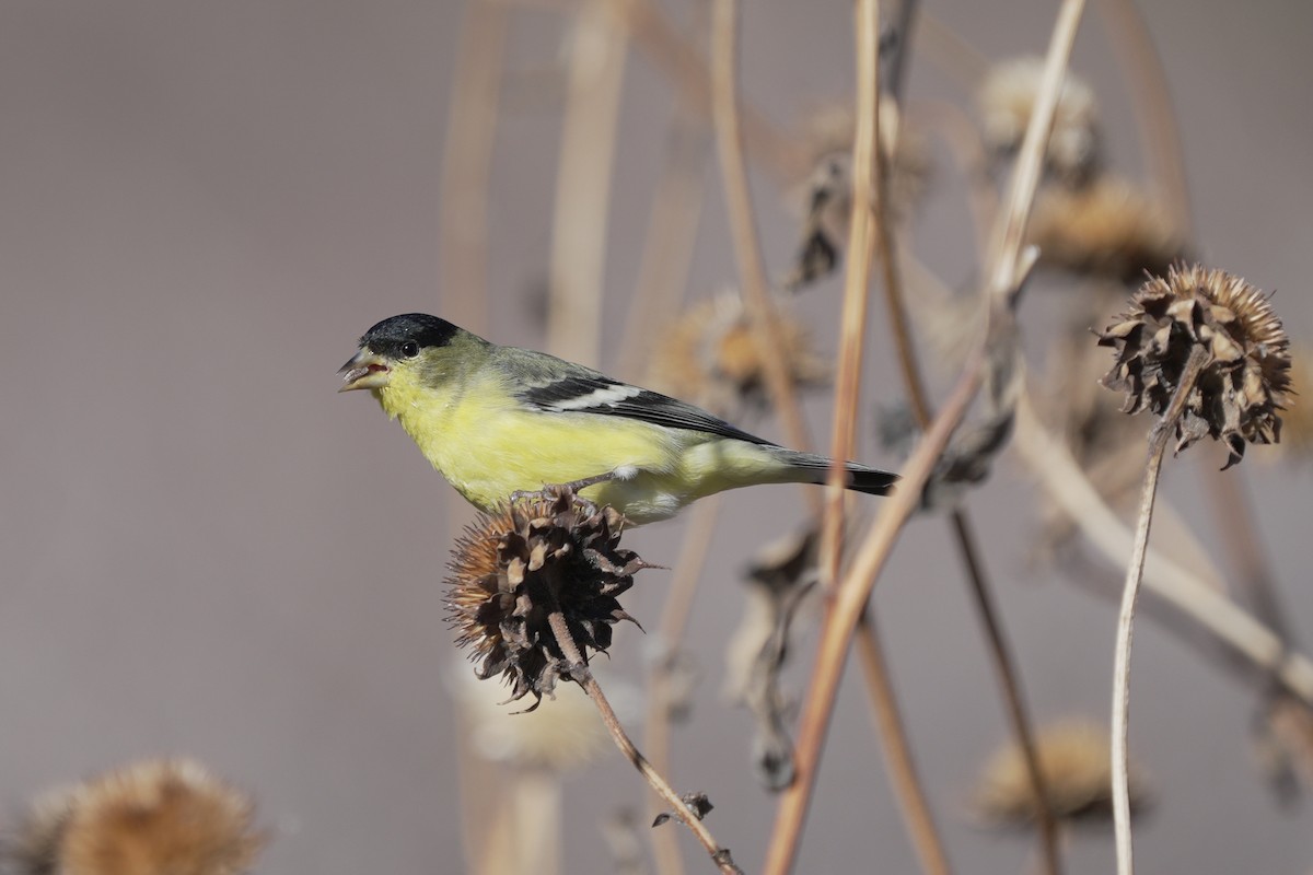 Lesser Goldfinch - ML645647085