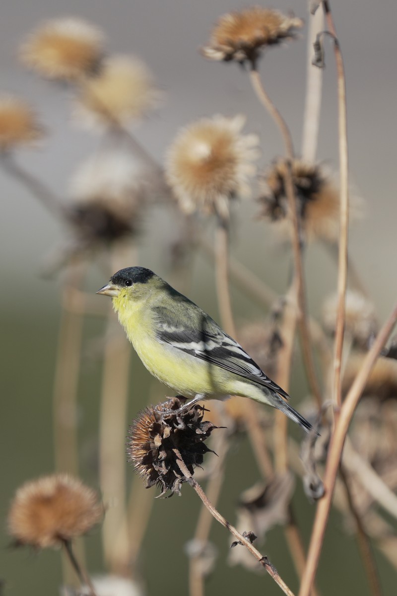 Lesser Goldfinch - ML645647086