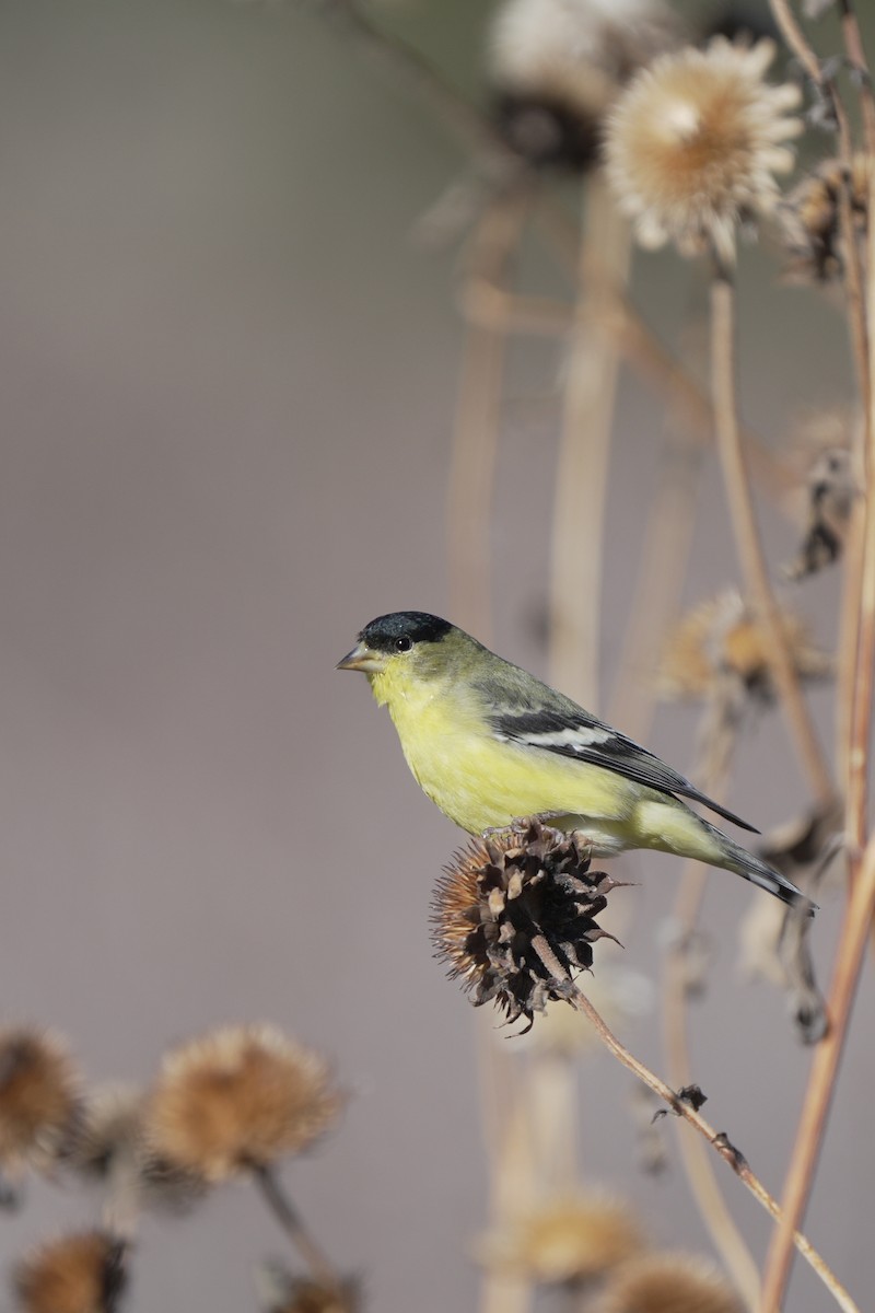 Lesser Goldfinch - ML645647087