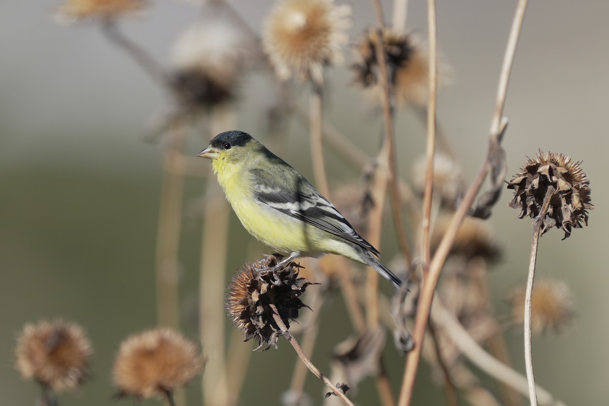 Lesser Goldfinch - ML645647088