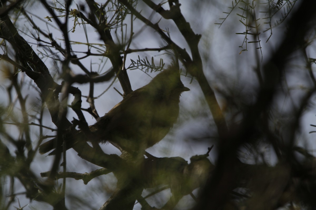 Crested Gallito - ML645647117