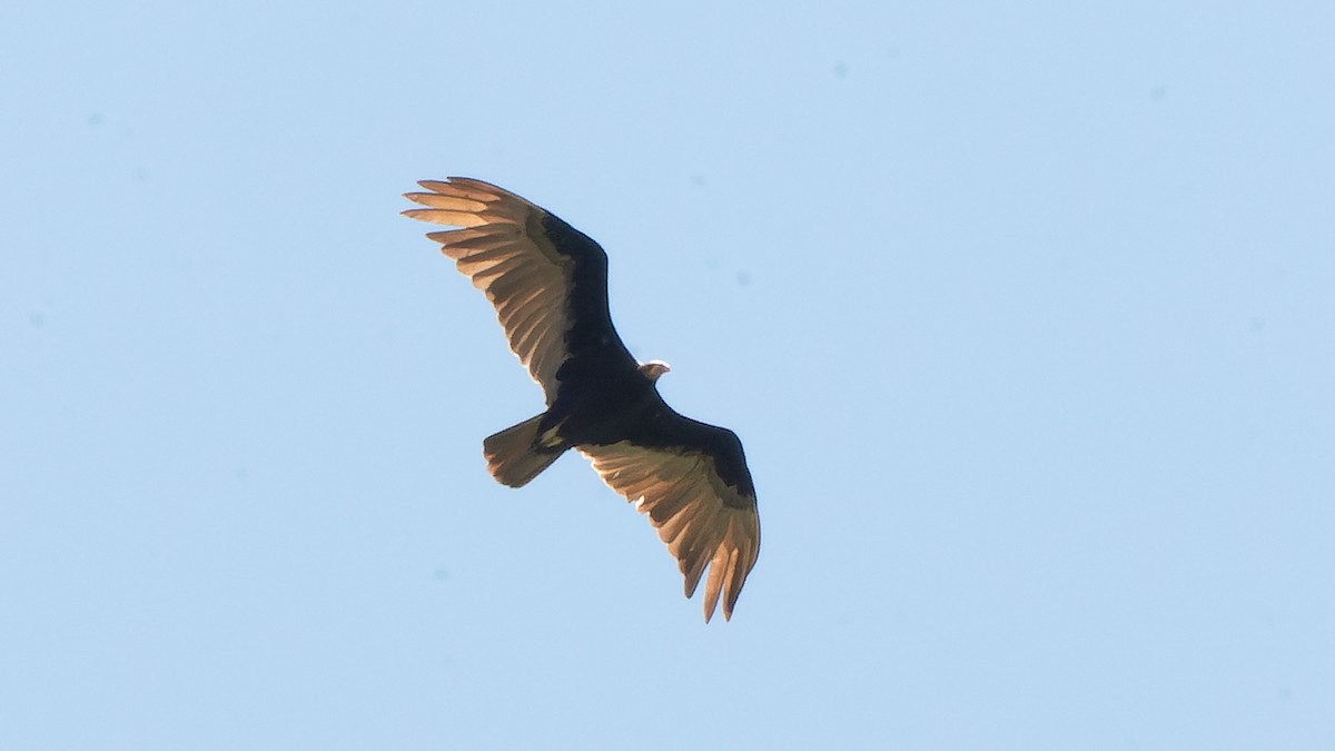 Lesser Yellow-headed Vulture - ML645647133