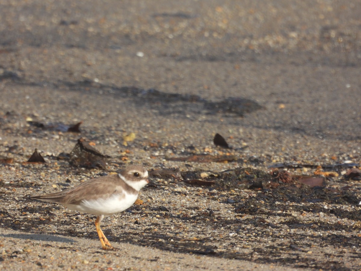 Semipalmated Plover - ML645647140