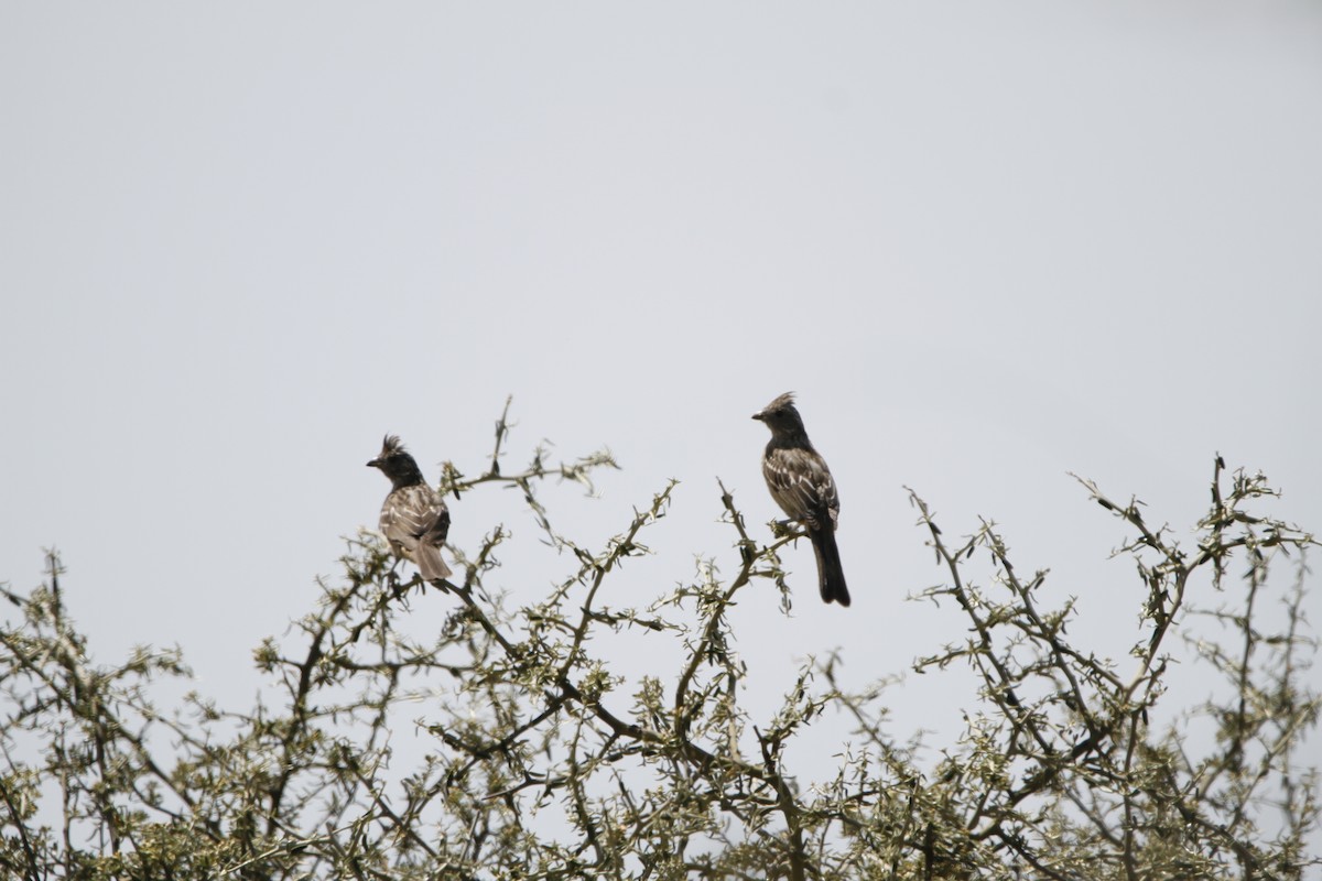 Рара червоновола - ML645647141