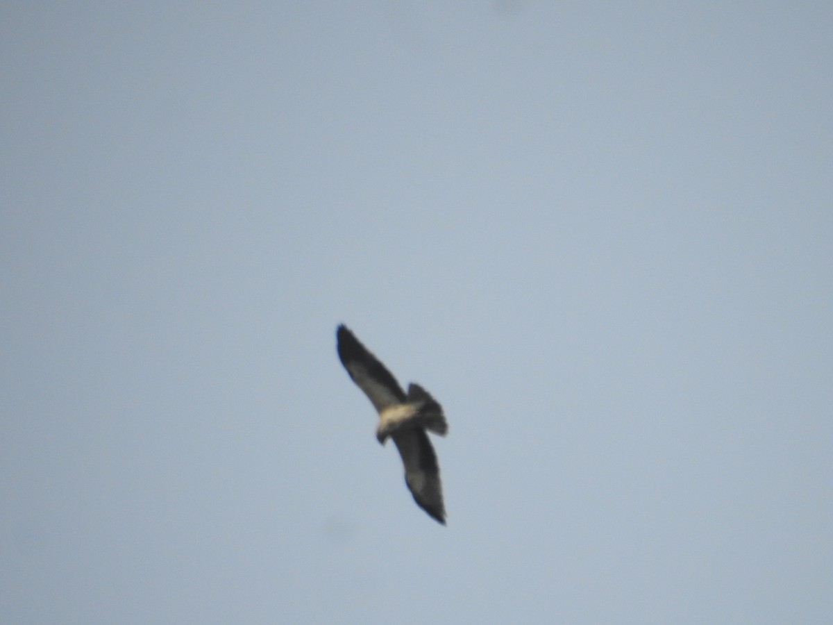 Booted Eagle - ML645647143