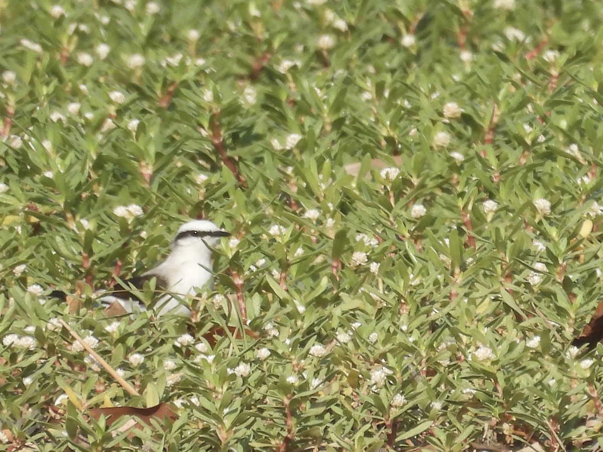Masked Water-Tyrant - ML645647149