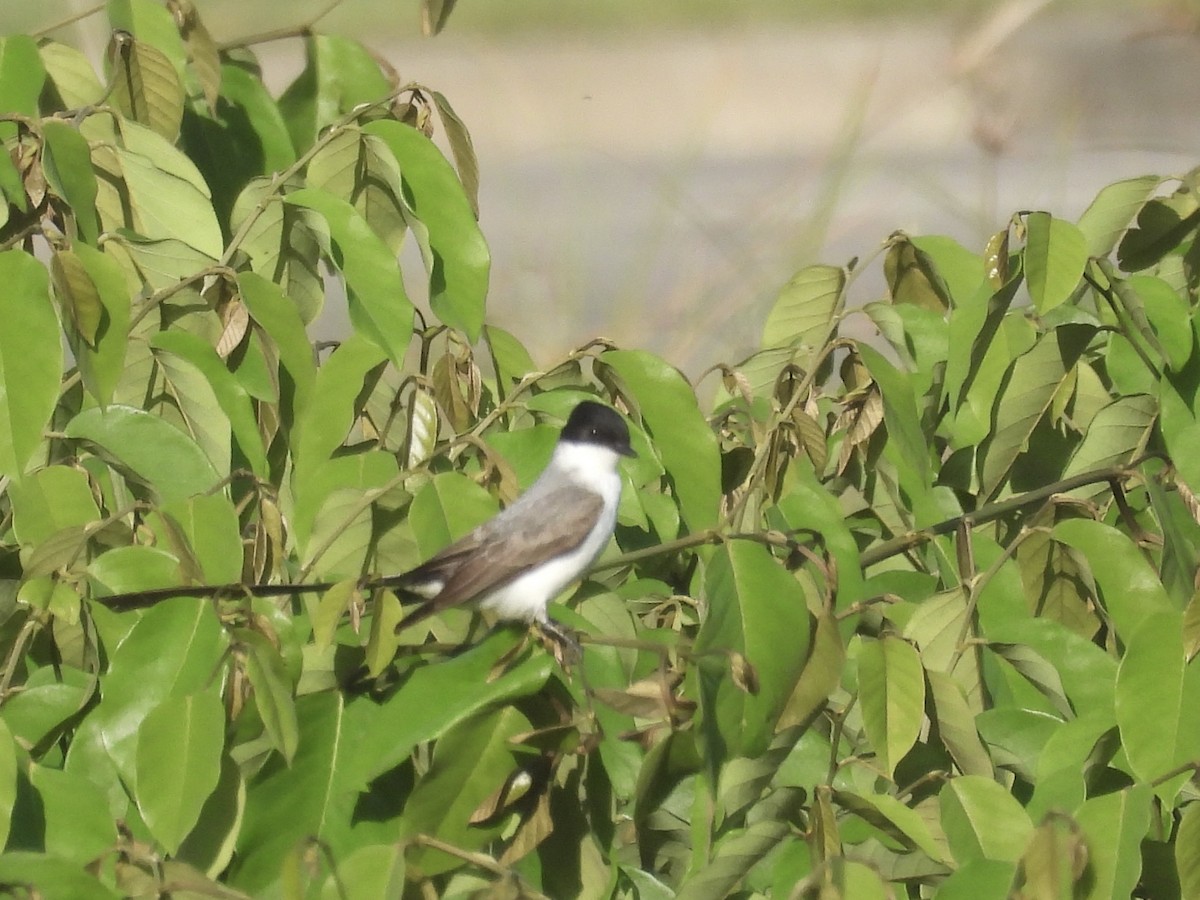 Fork-tailed Flycatcher - ML645647152