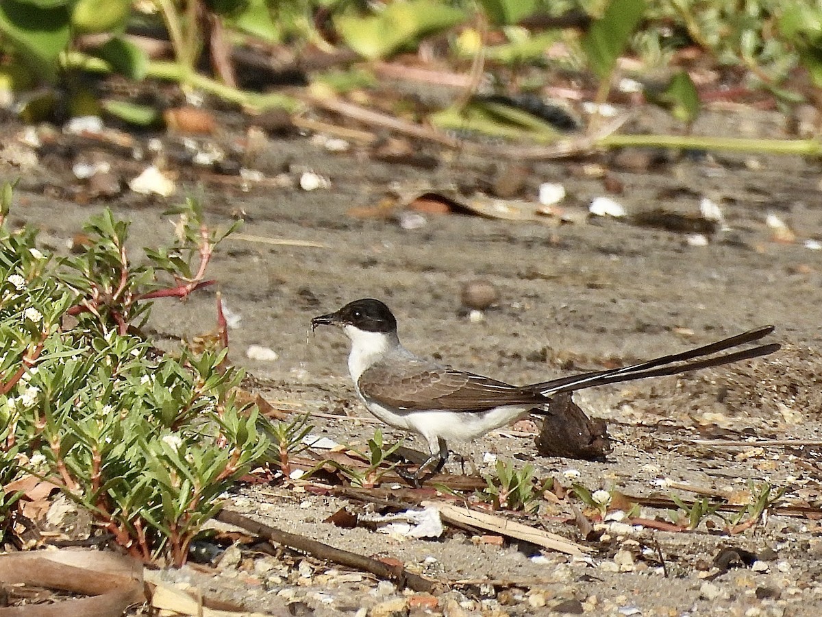 Fork-tailed Flycatcher - ML645647153