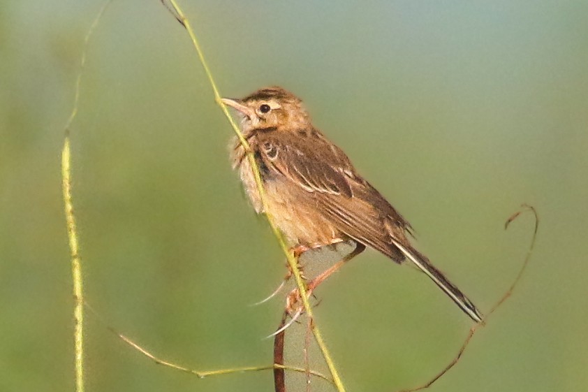 Richard's Pipit - ML645647155