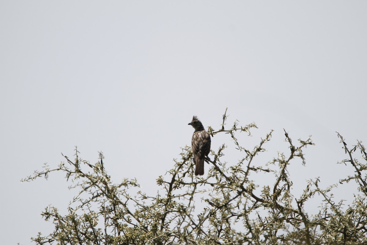 Рара червоновола - ML645647184