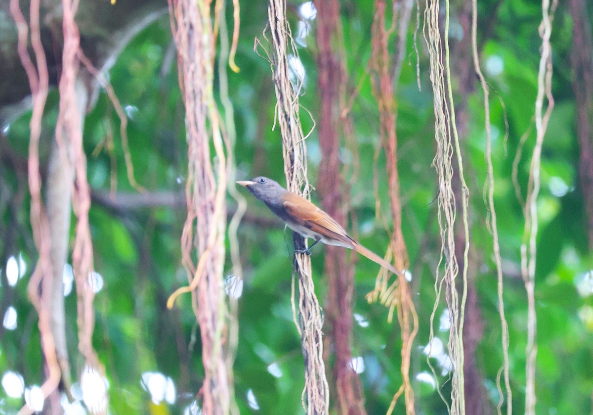 紫綬帶 - ML645647195