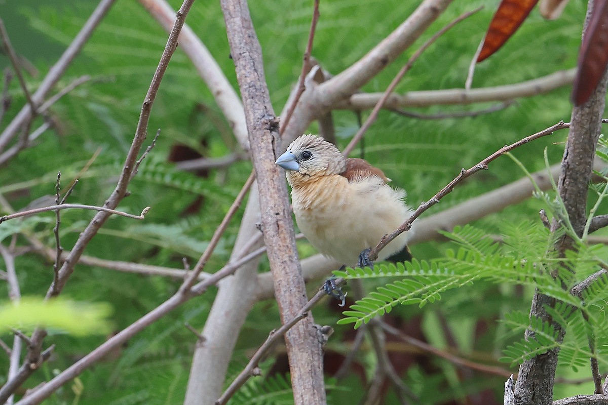 Yellow-rumped Munia - ML645647196