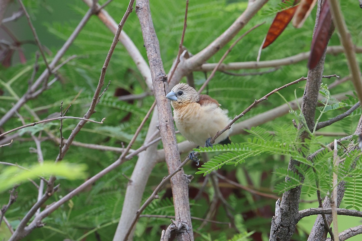 Yellow-rumped Munia - ML645647197