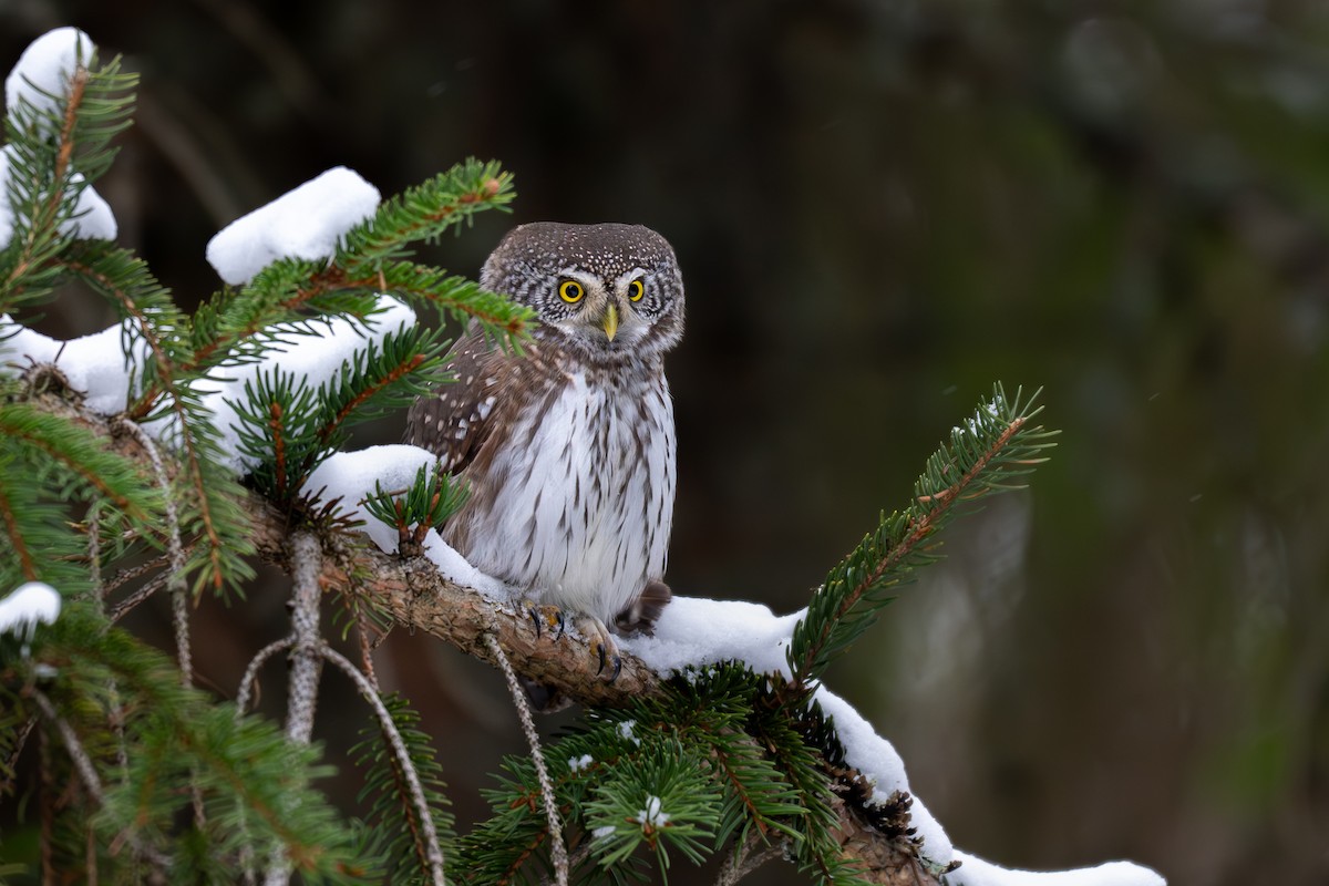 Eurasian Pygmy-Owl - ML645647199