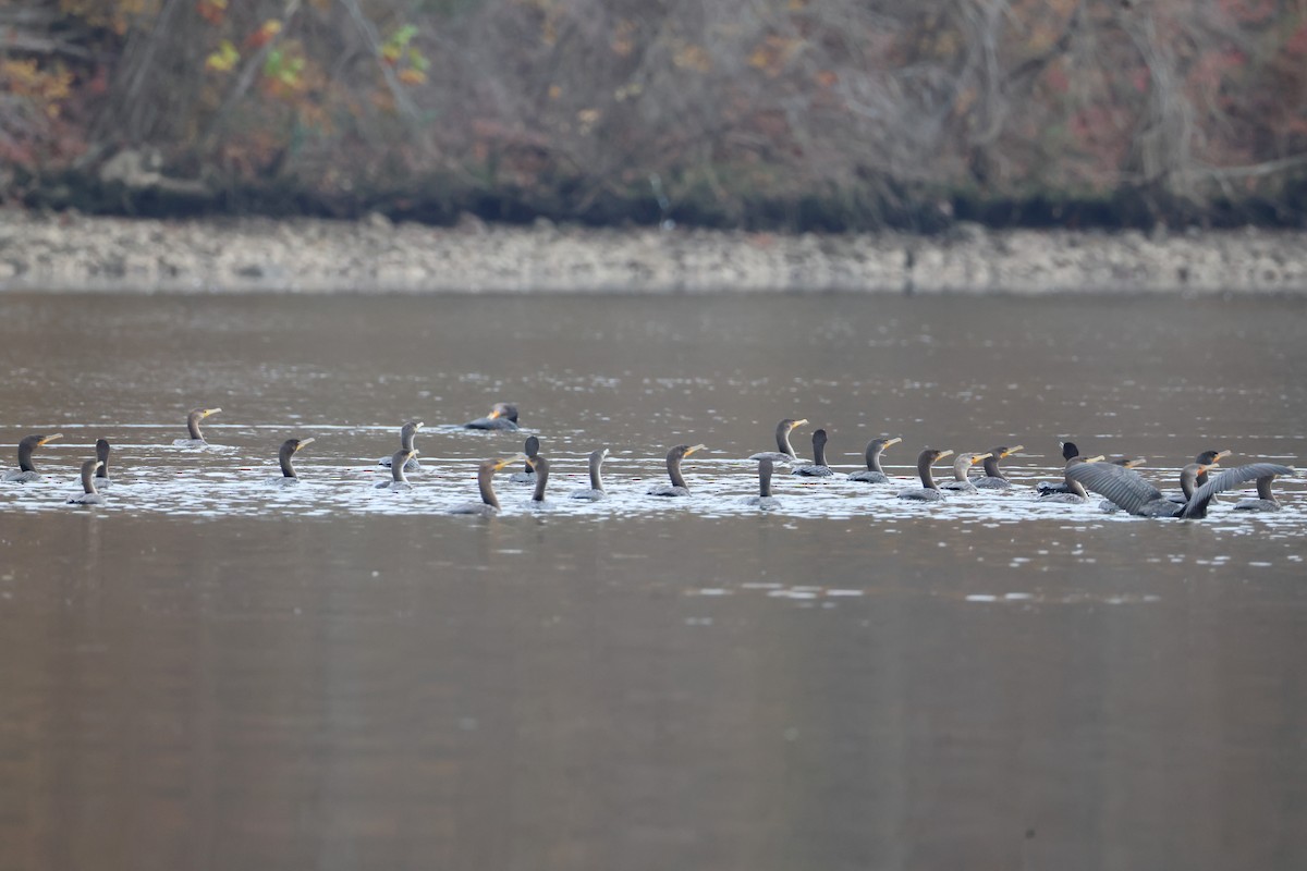 Cormoran à aigrettes - ML645647201